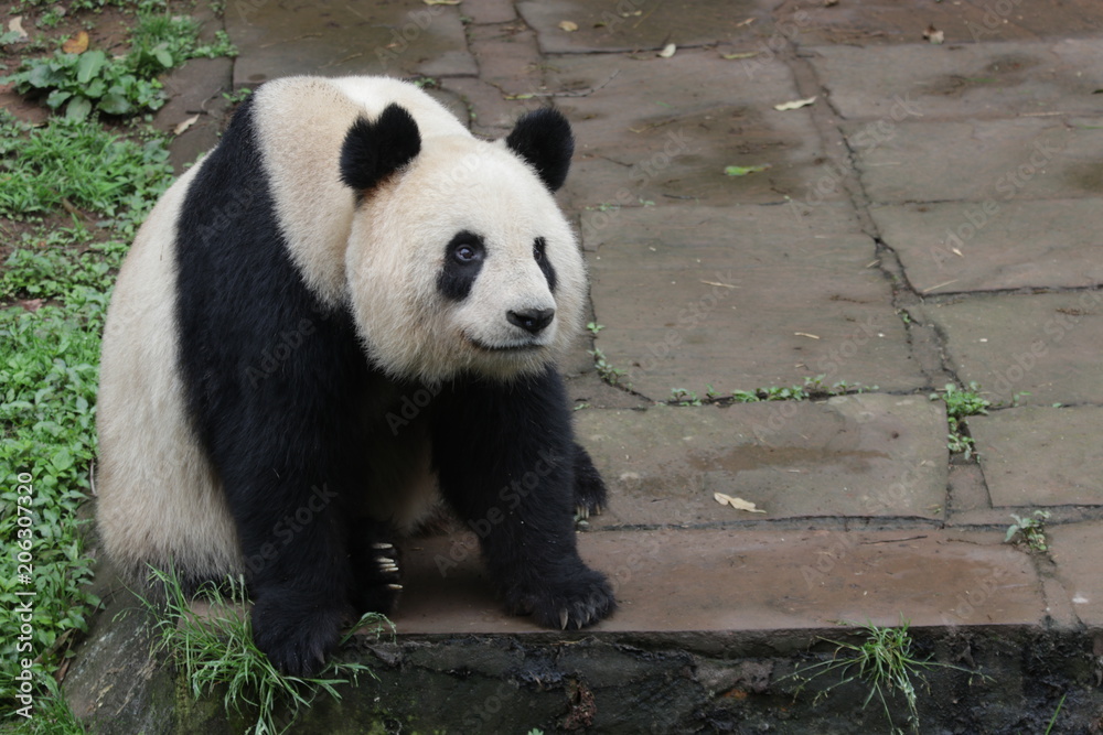 Fototapeta premium giant panda bear