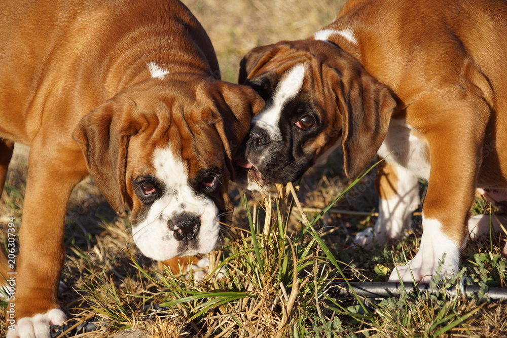 Chiots Boxer frère et soeur jouant dans le jardin.