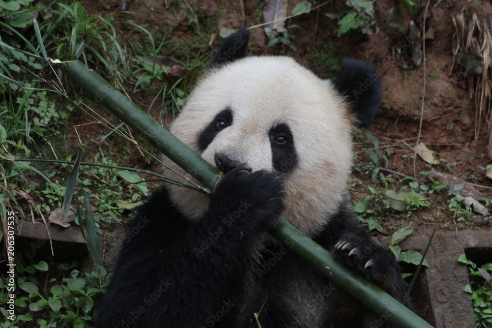 Closed-up Giant Panda Eats Bamboo, China Closed-up Giant Panda Eats Bamboo, China