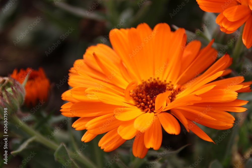 Close up Orange Daisy Close up Orange Daisy