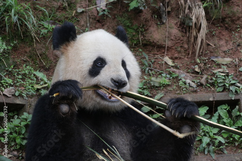 Fototapeta Naklejka Na Ścianę i Meble -  Closed-up Giant Panda Eats Bamboo, China