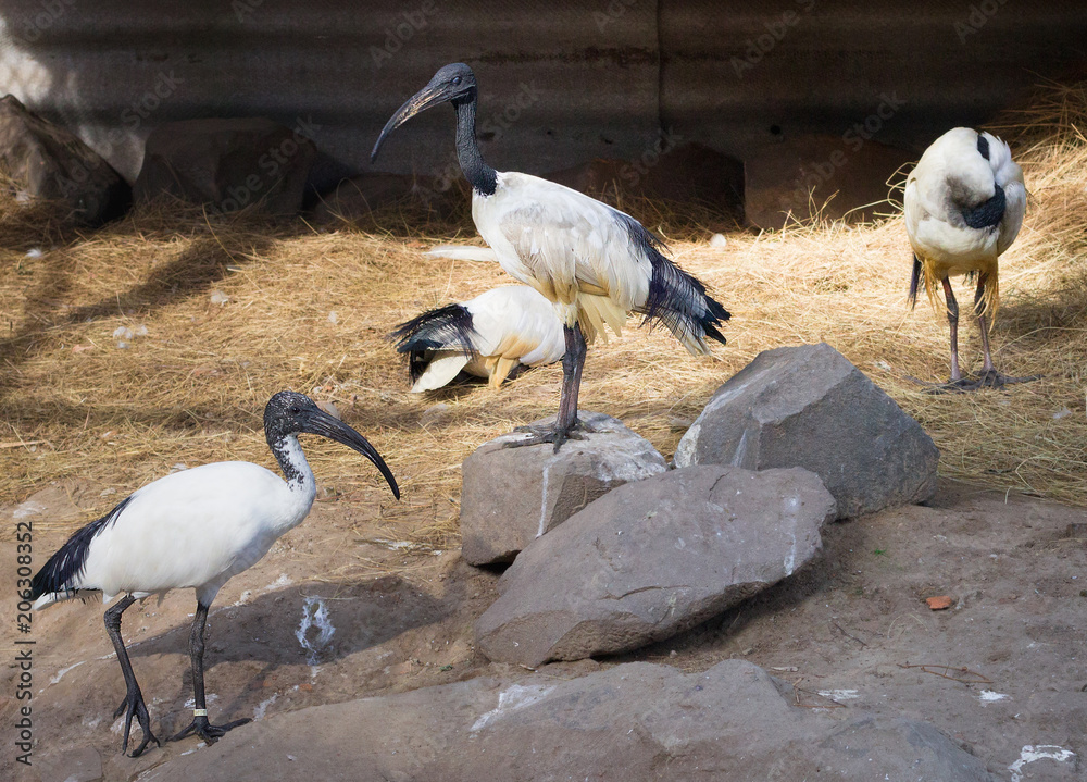 Fototapeta premium Flock of black-headed threskiornis ibises stand and walk in zoo