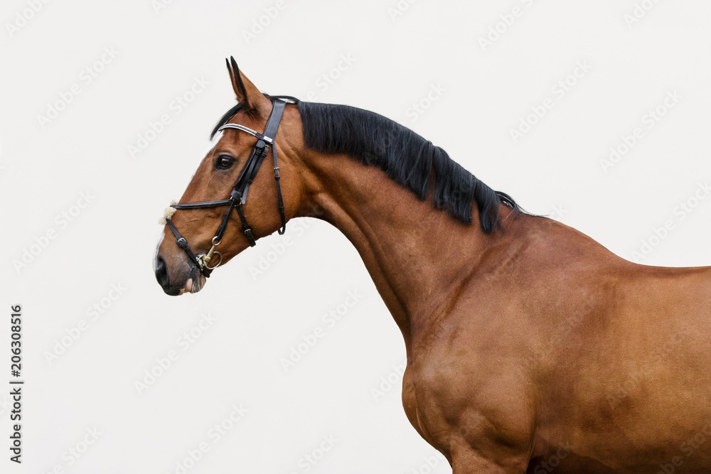 Obraz Portrait of a bay horse in the bridle on light background isolated