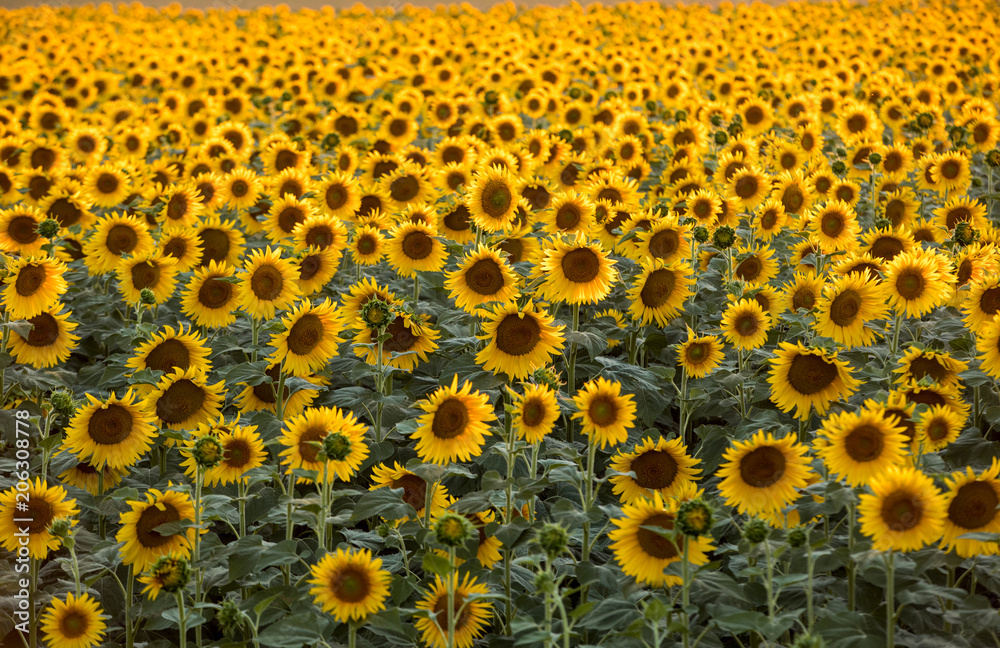 Fototapeta premium Sunflowers field near Arles in Provence, France