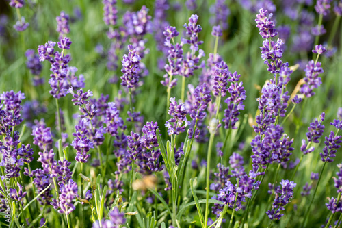  the flourishing lavender  in Provence  near Sault  France