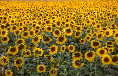 Sunflowers field near Arles  in Provence  France