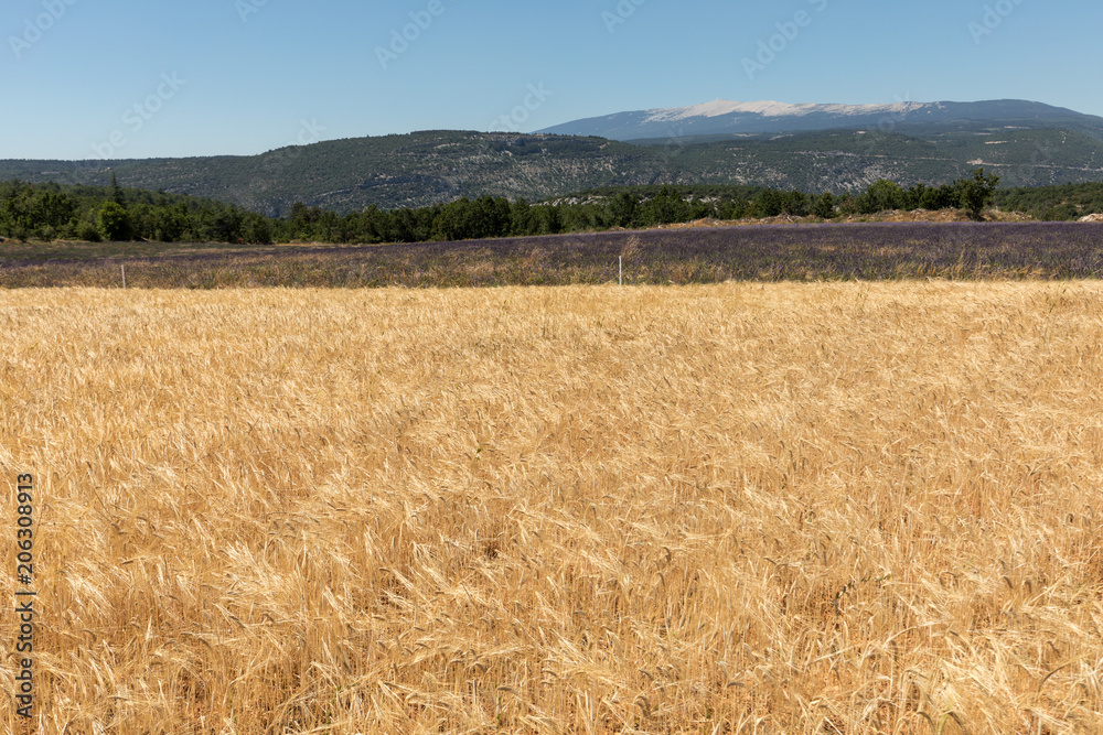 Fototapeta premium Cornfield and lavender fields near Sault and Mont Ventoux in the background. Provence, France