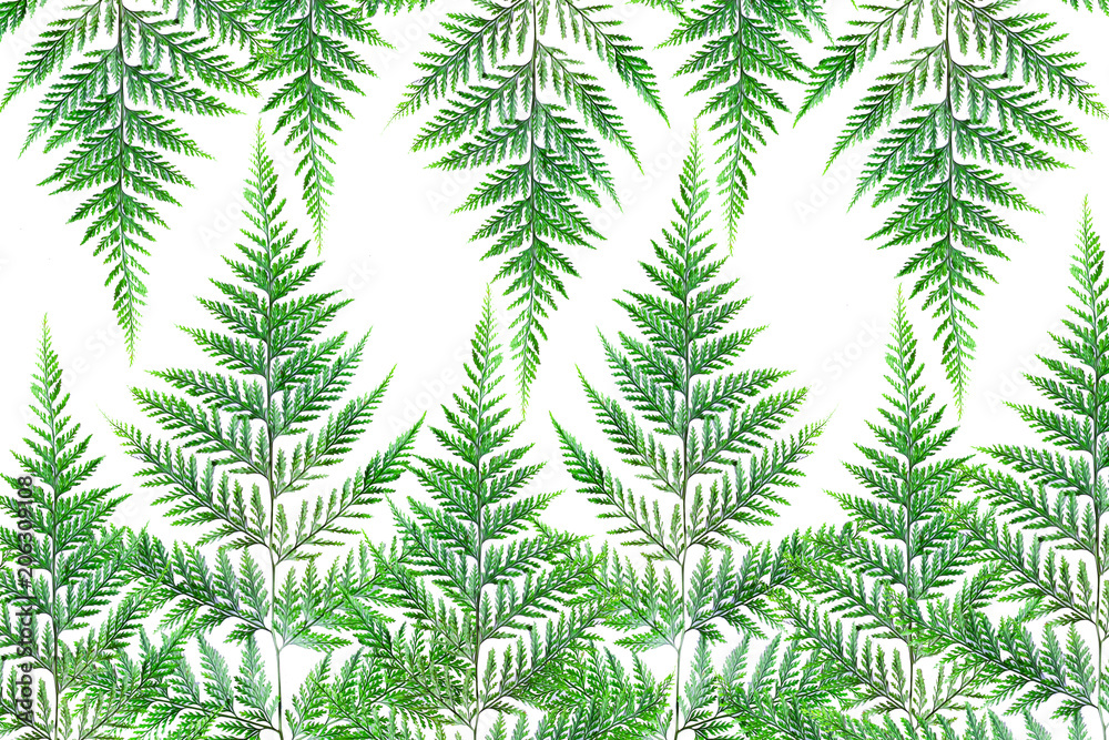 Fern leaf Isolate green background
