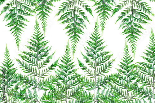 Fern leaf Isolate green background