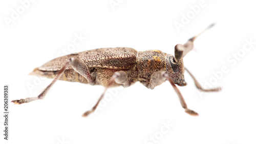 Beetle with big mustache on white background