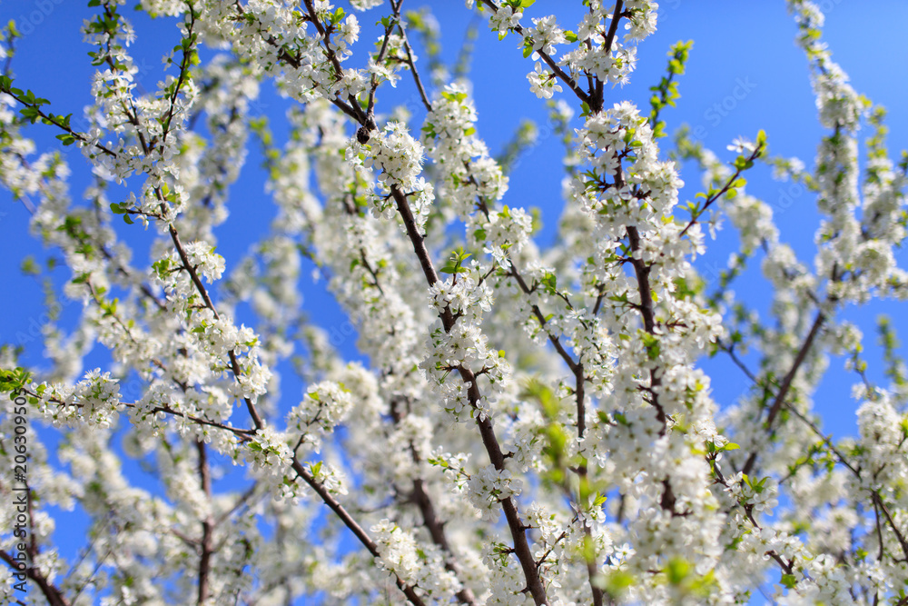 Flowers on the branches of a tree in the nature Flowers on the branches of a tree in the nature