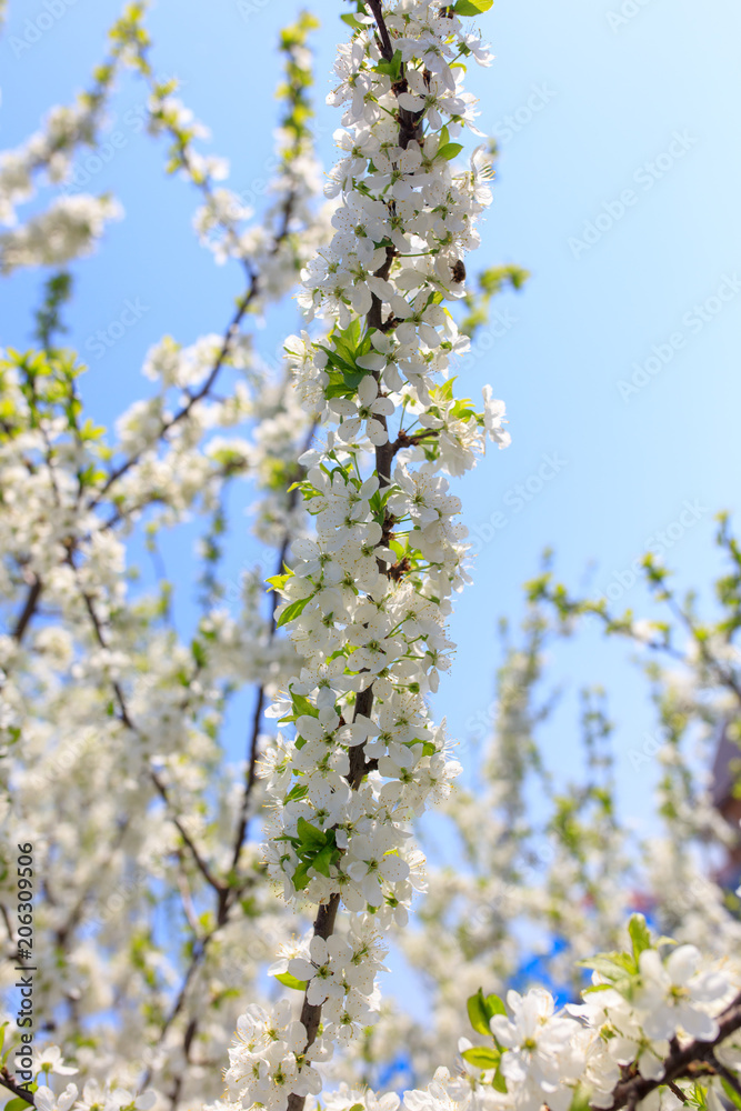 Flowers on the branches of a tree in the nature Flowers on the branches of a tree in the nature