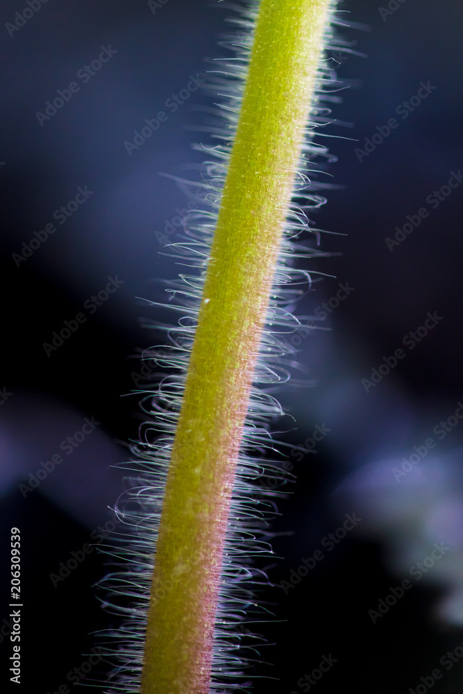 A stem on a tomato as a background