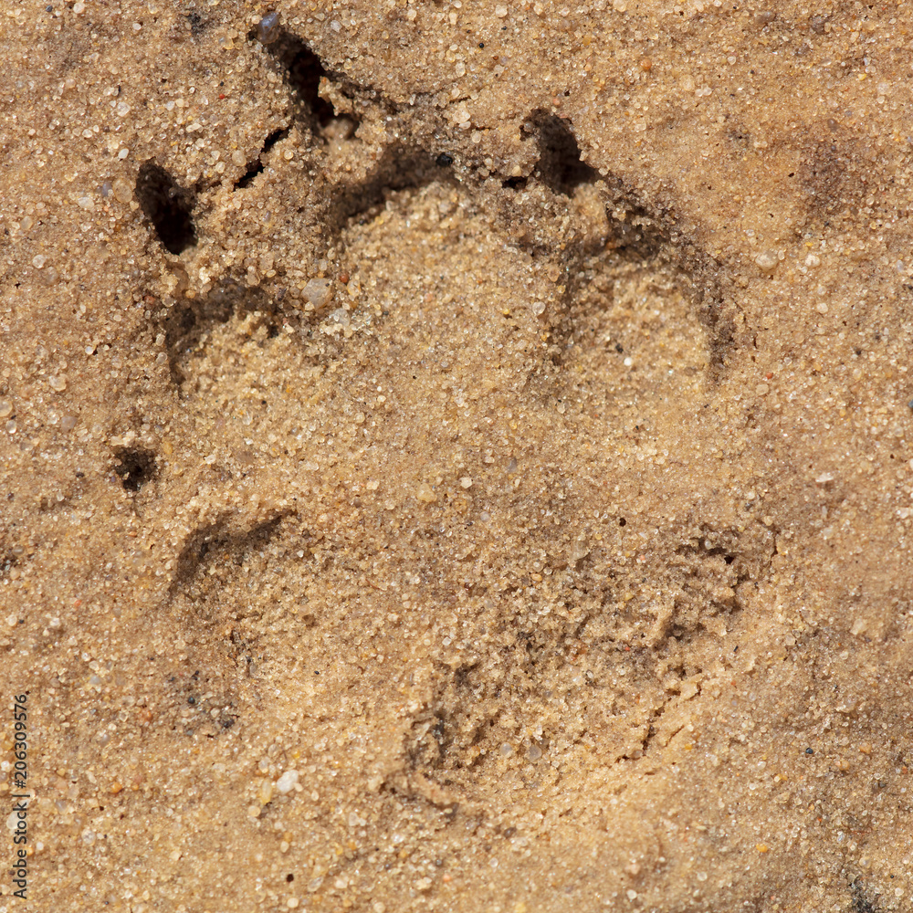A trace of a dog in the ground as a background A trace of a dog in the ground as a background
