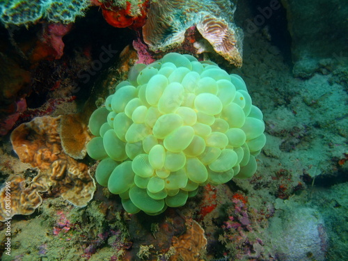 Stone coral © vodolaz