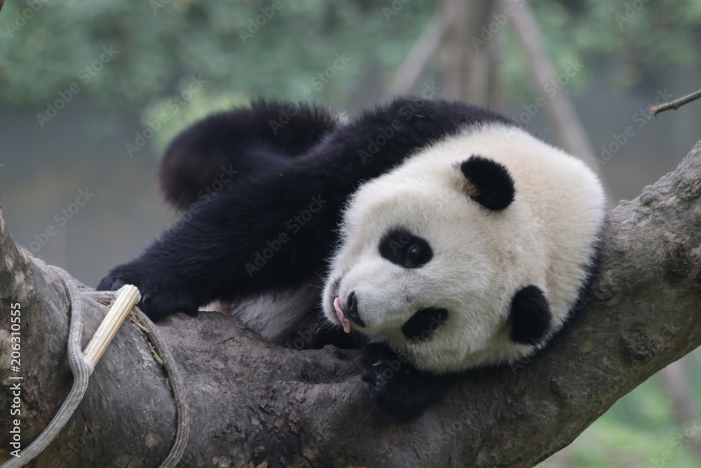 Little Panda on the Tree