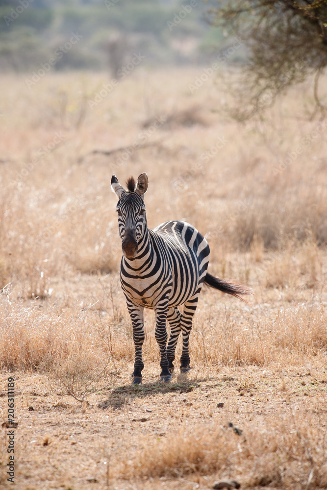 Obraz premium Voyage Afrique