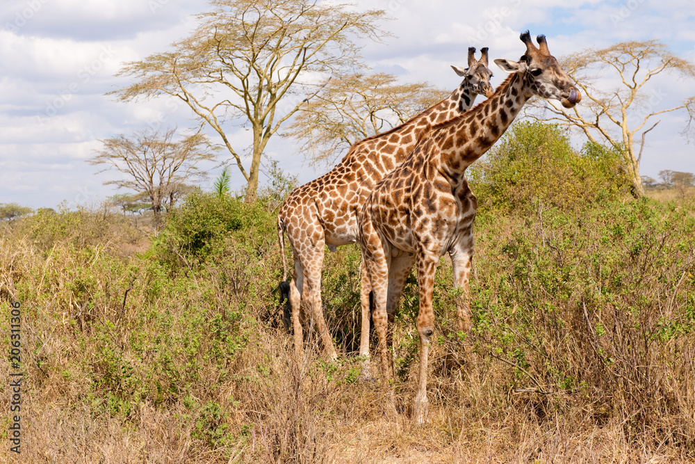 Fototapeta premium Voyage Afrique