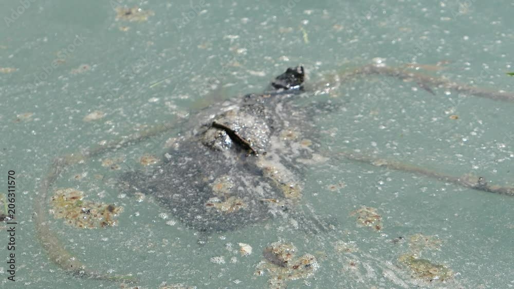 turtle in dirty, contaminated water turtle in dirty, contaminated water