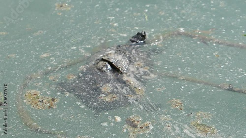 turtle in dirty, contaminated water photo