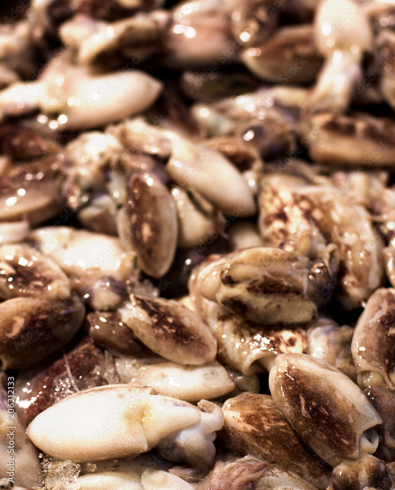 Fresh Raw Cuttlefish Fresh Raw Cuttlefish
