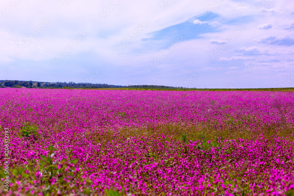 pink and purple cosmos flowers on a field