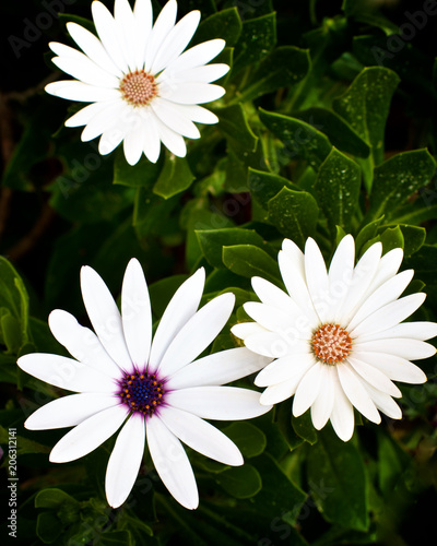 Garden Daisy Flowers