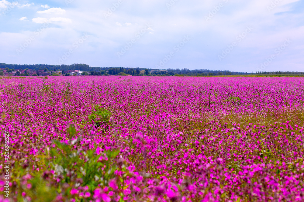 pink and purple cosmos flowers on a field