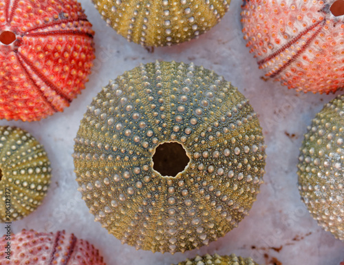 collection of colorful sea urchins on white marble background