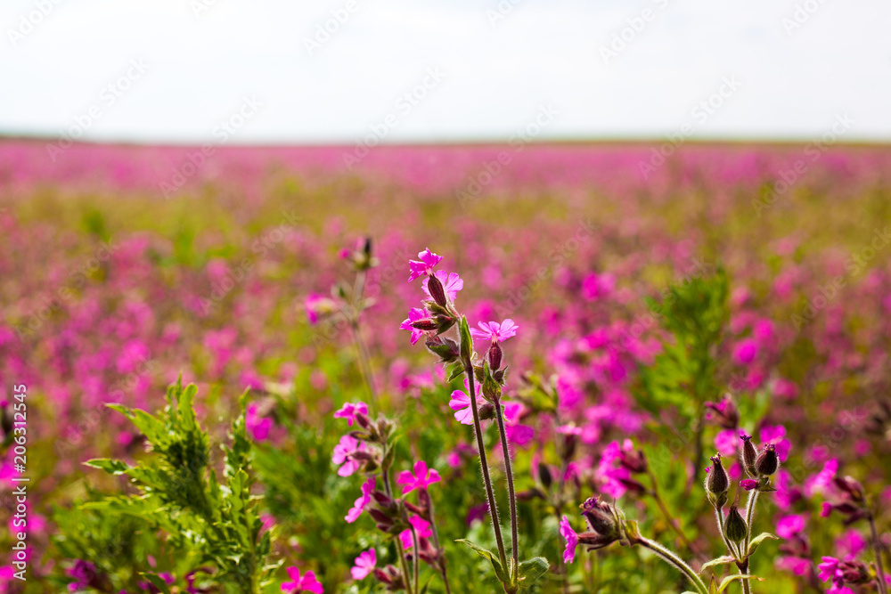 pink and purple cosmos flowers on a field