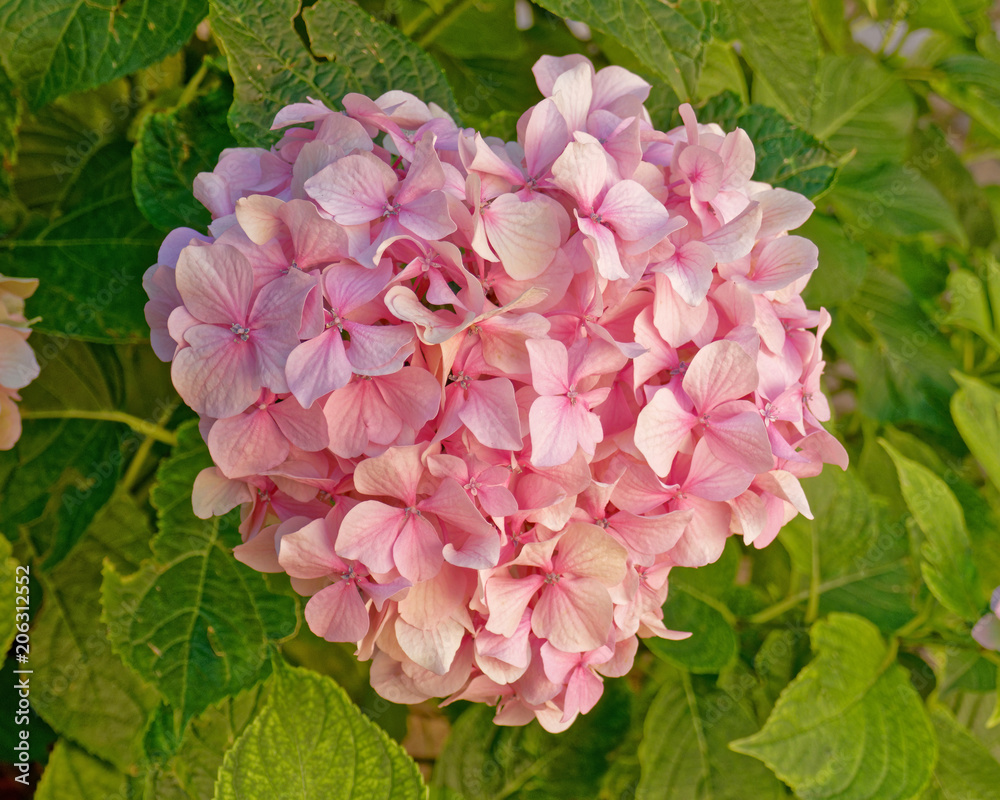 pink hortensia flower natural bouquet