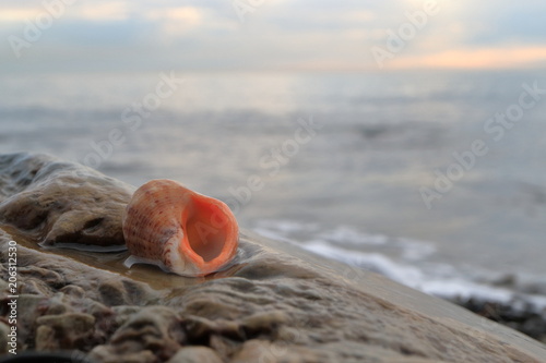 Seashell on the beach.