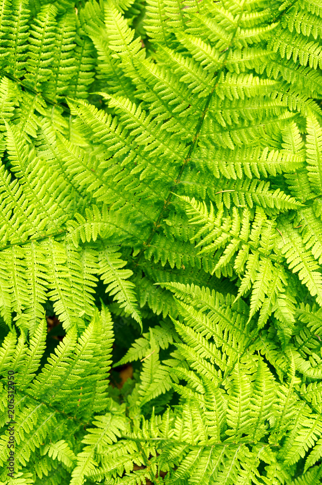 Sunny fern leaves in the forest. Natural background. Summer green forest. Plants pattern. Blurred edges, soft focus. Top view
