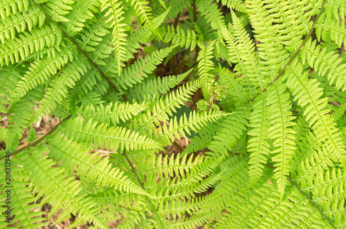 fresh fern bush with young curly fiddle head. Natural background. Summer green forest. Plants pattern. Blurred edges, soft focus. Top view