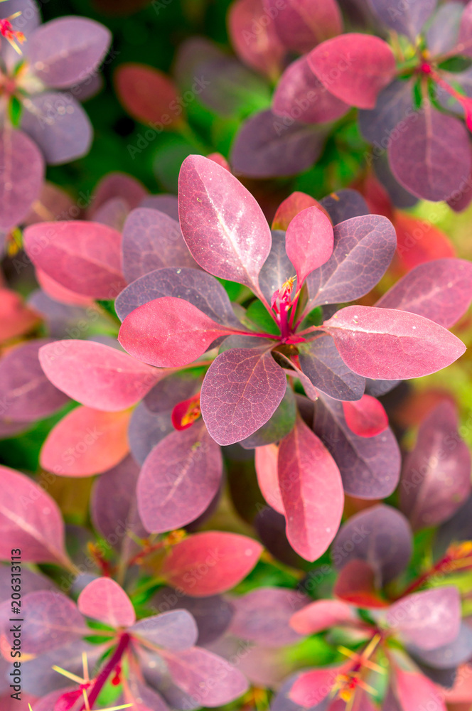 Yellow-red barberry (Berberis) leaves close-up Yellow-red barberry (Berberis) leaves close-up