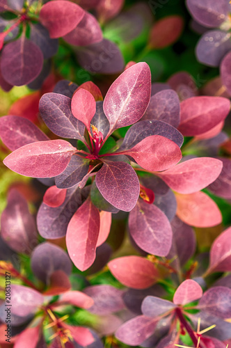 Yellow-red barberry (Berberis) leaves close-up