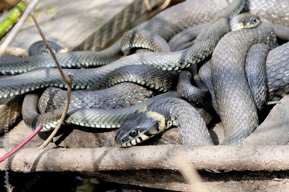 Grass snakes Natrix Natrix lies on a wooden boards Grass snakes Natrix Natrix lies on a wooden boards