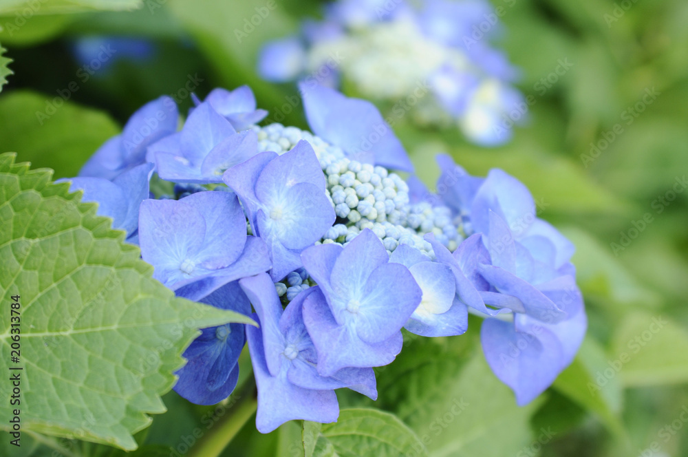 青い紫陽花 青い紫陽花