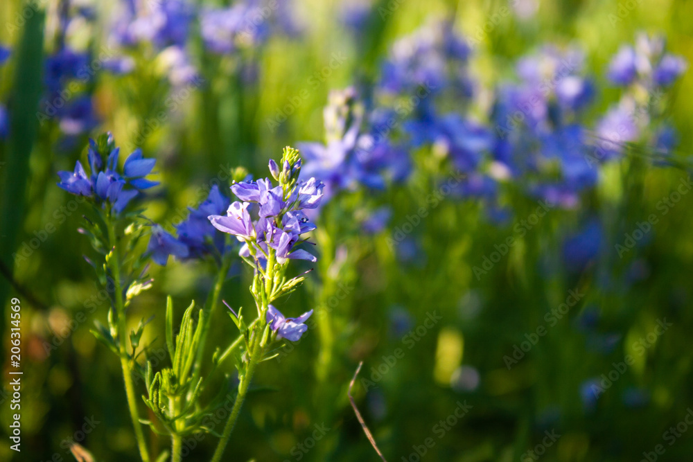 Veronica flowers blue. Wild medicinal plants. The flowers grow in the field.Blue Verónica flowers are covered with sunlight. Flower background. Veronica flowers blue. Wild medicinal plants. The flowers grow in the field.Blue Verónica flowers are covered with sunlight. Flower background.