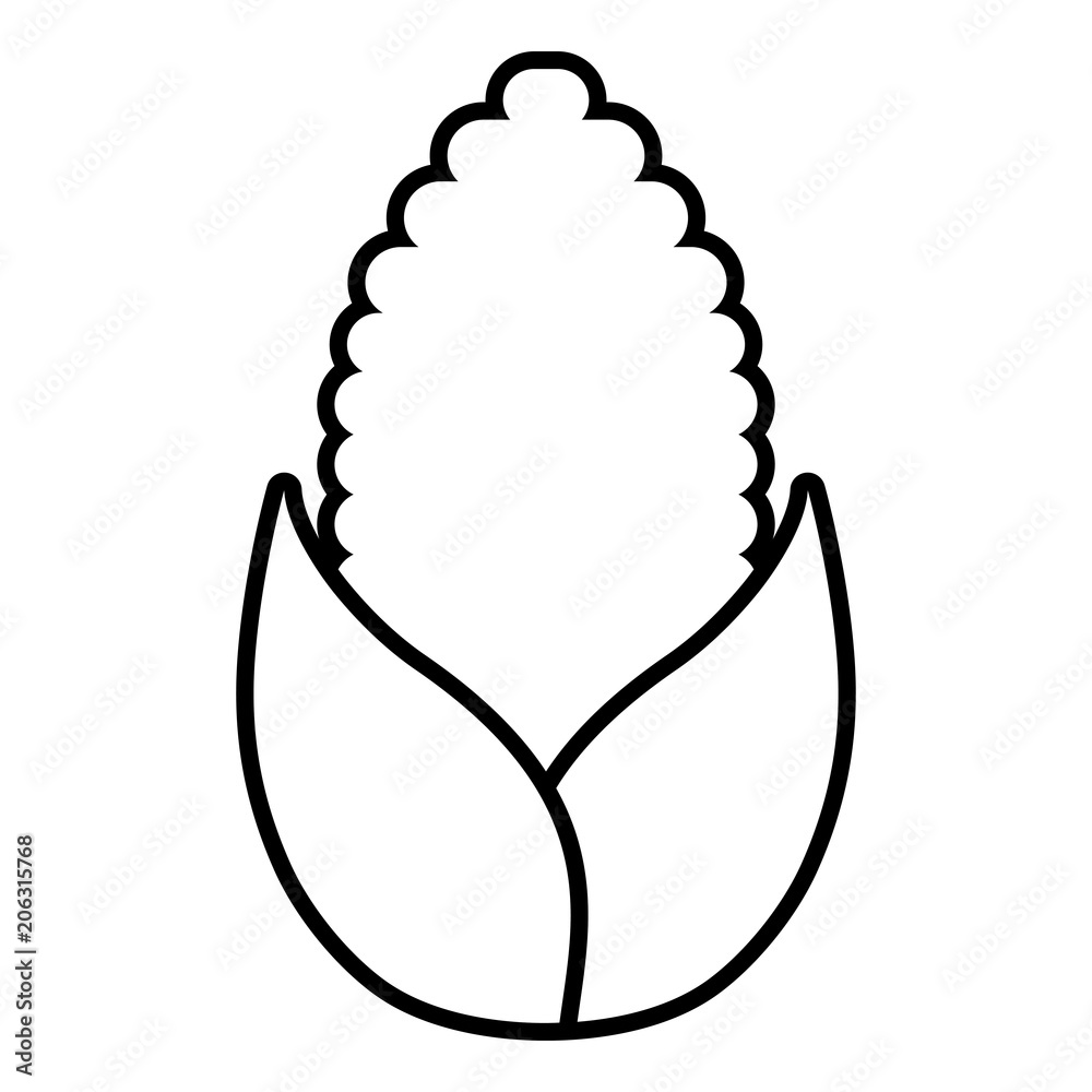 corn vegetable over white background, vector illustration corn vegetable over white background, vector illustration