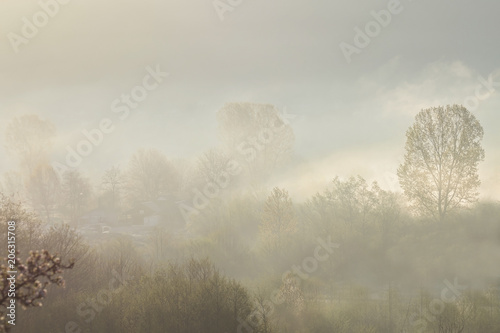 Misty mornings in the woods