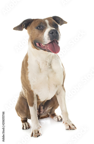 Fototapeta Naklejka Na Ścianę i Meble -  american staffordshire terrier