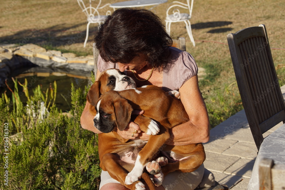 Dame câlinant ses petits chiots Boxer sous le soleil. Dame câlinant ses petits chiots Boxer sous le soleil.