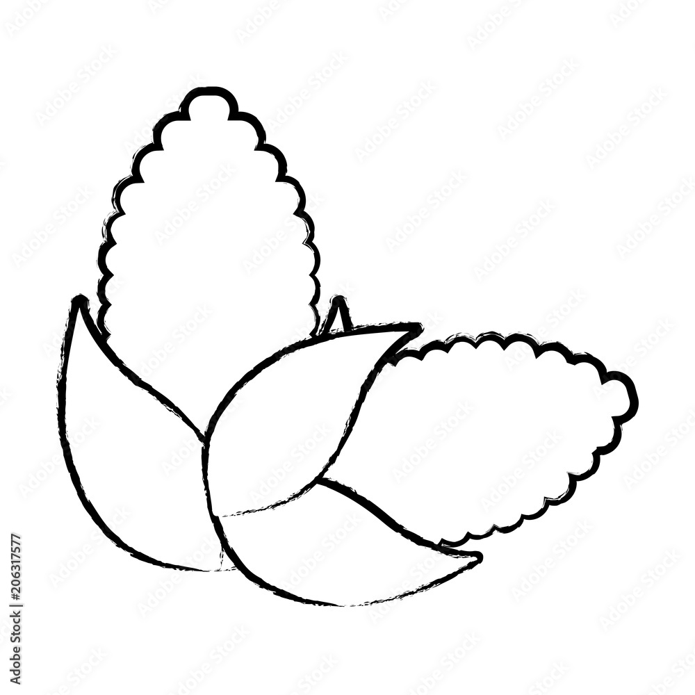 corns vegetables over white background, vector illustration corns vegetables over white background, vector illustration