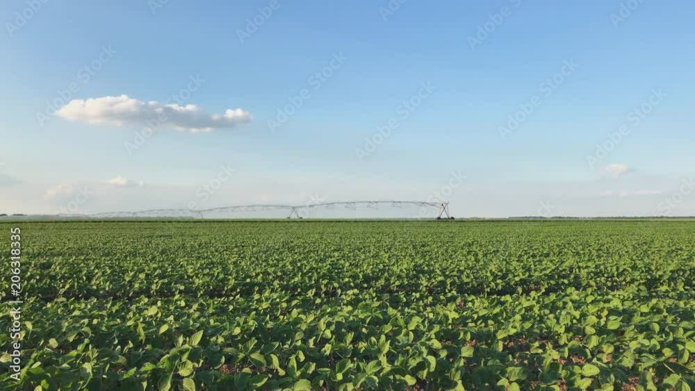 Soybean field with irrigation sprinklers Soybean field with irrigation sprinklers