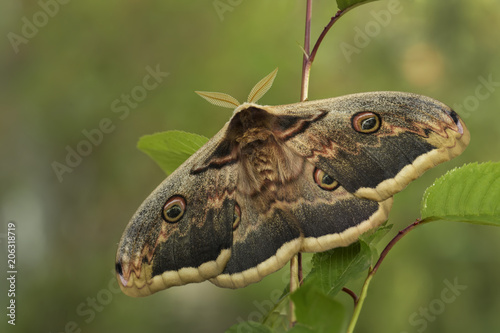 Great Peacock Moth - Saturnia pyri  beautiful large moth from Europe  Czech Republic.