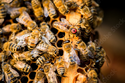 Bienenkönigin mit Echten Bienen im Bienenmagazin