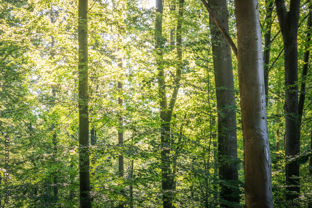 Fototapeta premium Sonne im Wald
