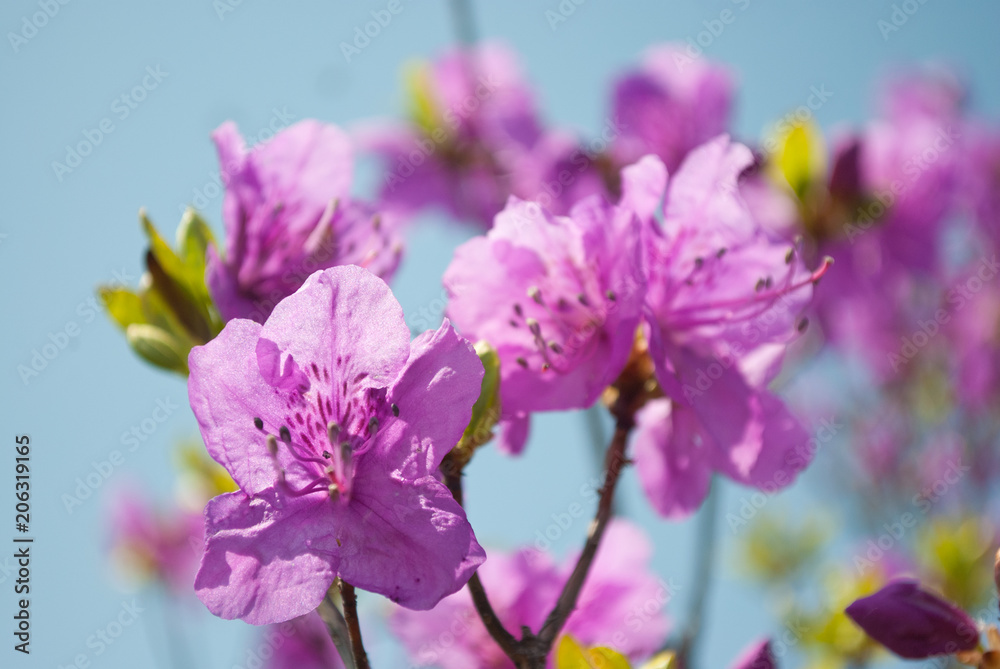 Pink flowers Rhododendron and blue sky. Beautiful spring landscape.