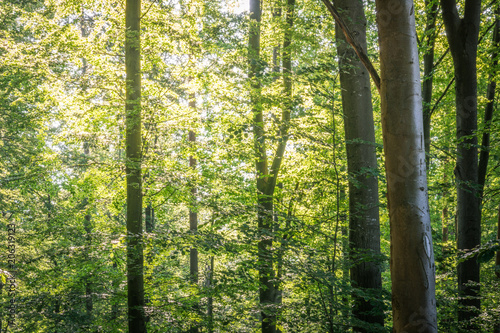 Fototapeta Naklejka Na Ścianę i Meble -  Sonne im Wald